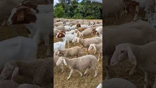 Capa do vídeo: Mudamos de quintal e de vizinhos 😅😍 #alemanha #vidanomotorhome #vidanocampo #viajardemotorhome